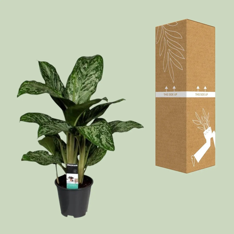 Aglaonema Greenlight (Decorum) Everspring