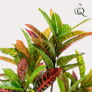 Croton Codiaeum Kunstplant (Wonderstruik) Everspring