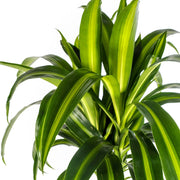 Dracaena Deremensis Hawaiian Sunshine met mand Everspring