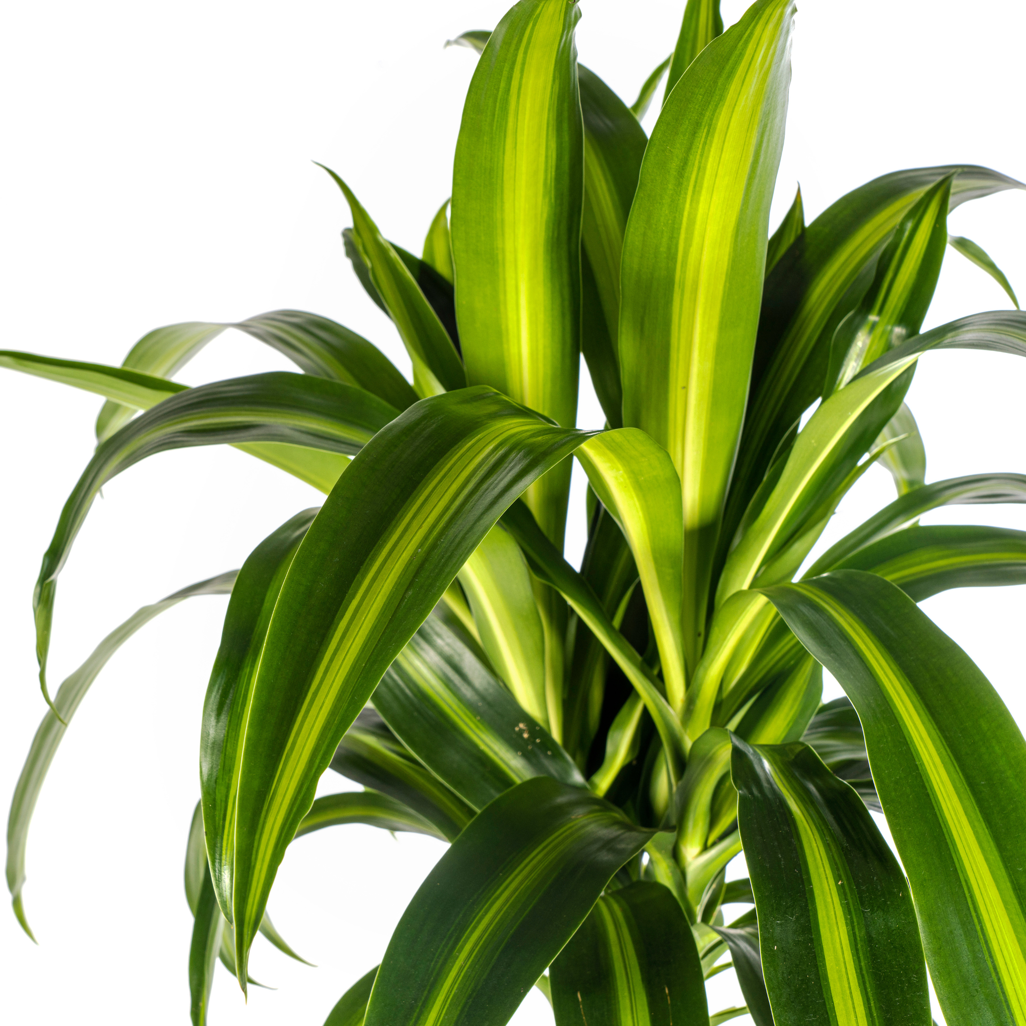 Dracaena Deremensis Hawaiian Sunshine met mand