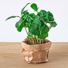 Coffea Arabica