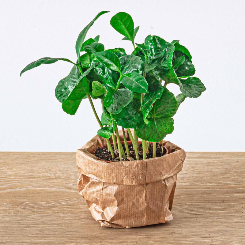Coffea Arabica
