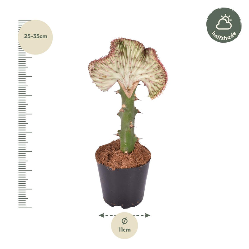 Euphorbia lactea Cristata rood