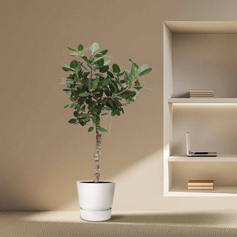 Ficus Benghalensis boom