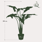 Alocasia Frydek Kunstplant (Olifantsoor)