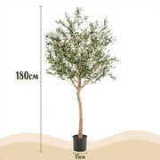 Kunst Olijfboom (Olea europaea) Everspring