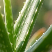 Aloë Vera Everspring