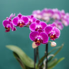 Kolibri Orchids Paarse Phalaenopsis Morelia