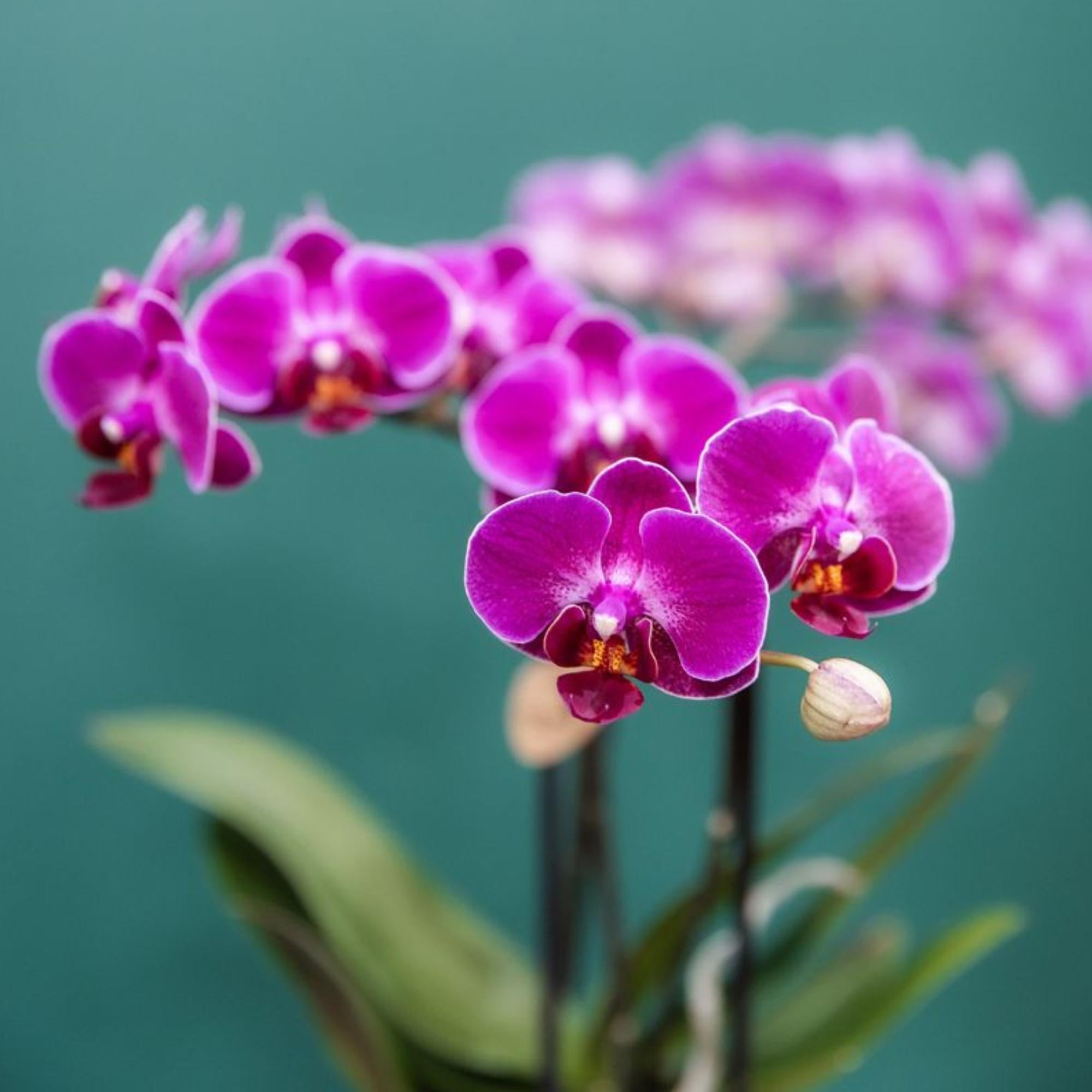 Kolibri Orchids Paarse Phalaenopsis Morelia
