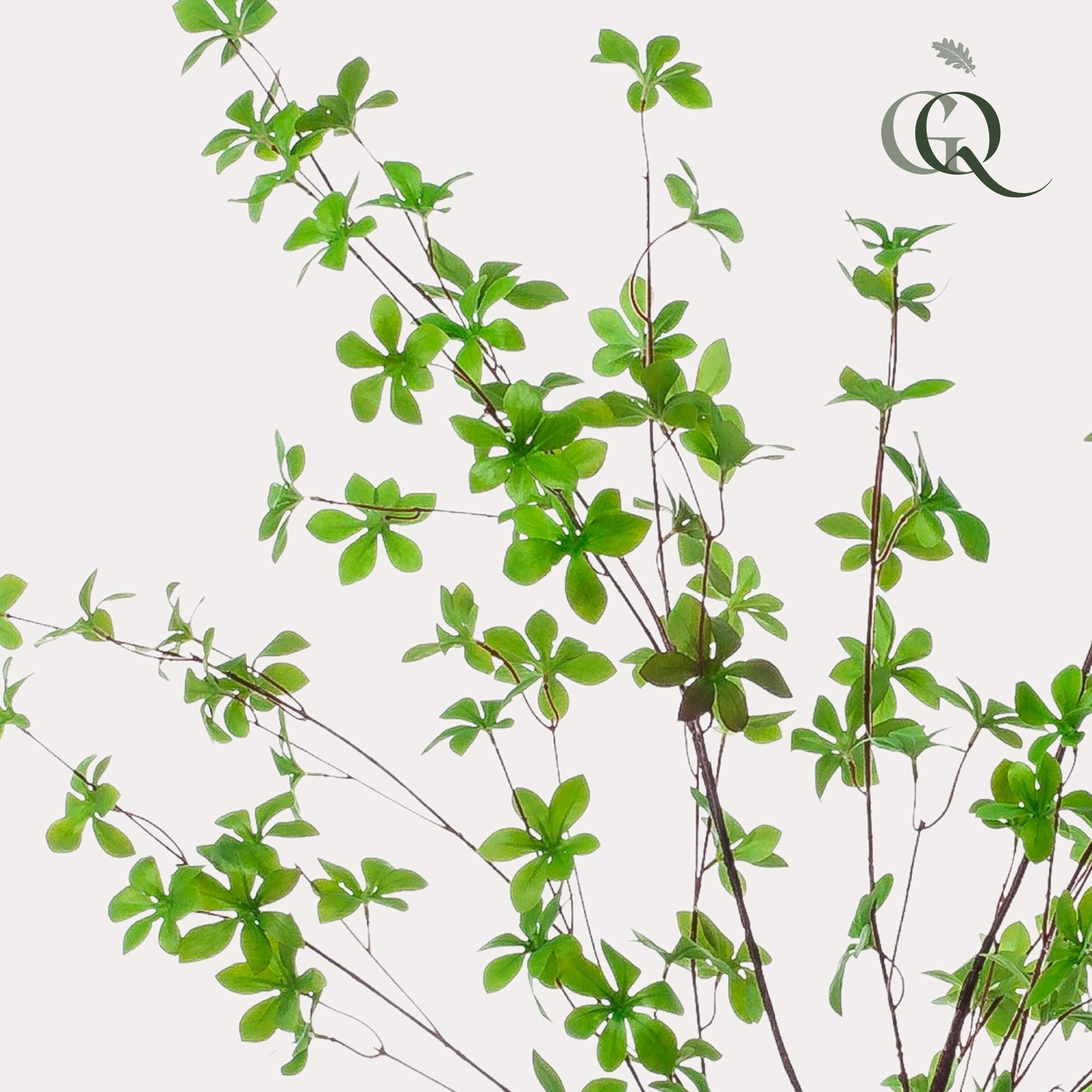 Kunst Tropaeolum Speciosum (Oost-Indische Kers)