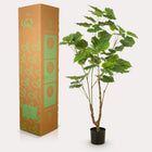 Ficus Umbellata Kunstplant (Afrikaanse Vijg)