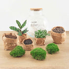 Teddy Terrarium