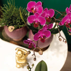 2× Phalaenopsis Morelia paars