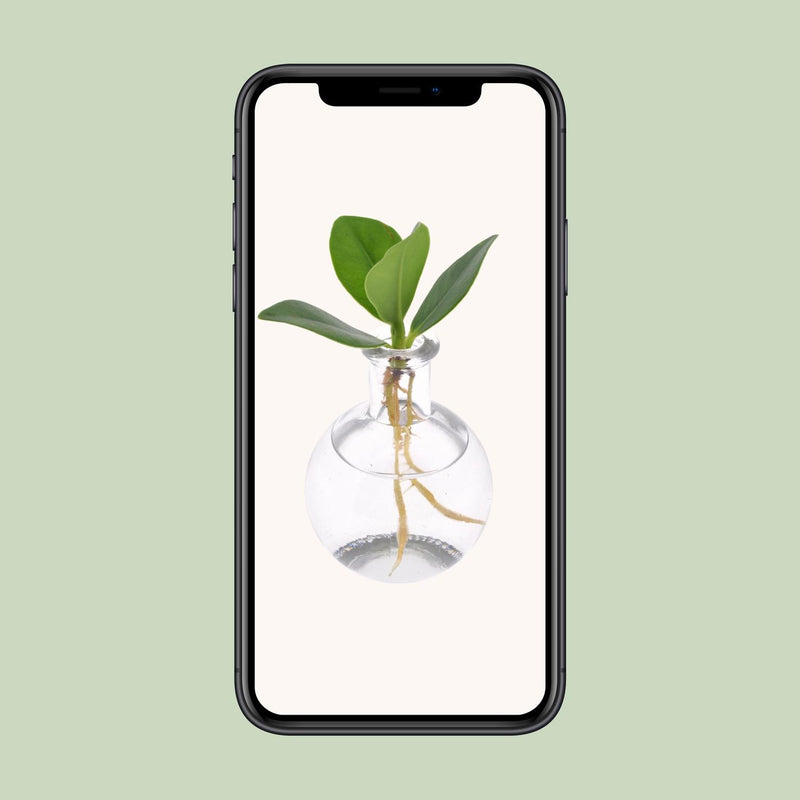 Clusia in Samoa Glas