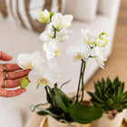 Kolibri Company – Gift set Luxury Living met witte Phalaenopsis en succulenten