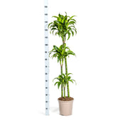 Dracaena Deremensis Dorado met mand Ø24cm Everspring