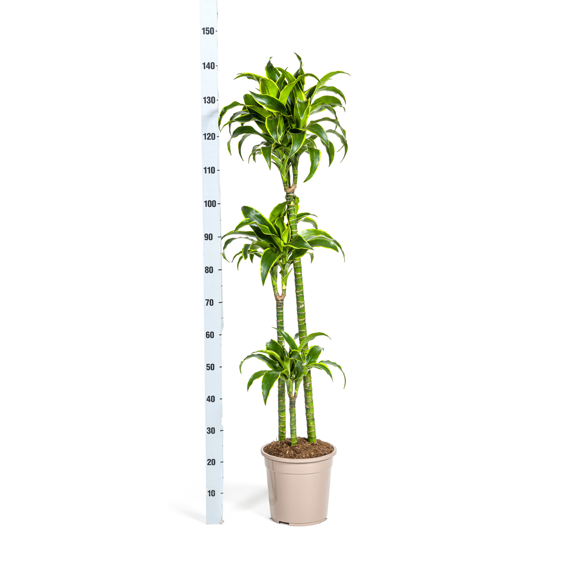 Dracaena Deremensis Dorado met mand Ø24cm