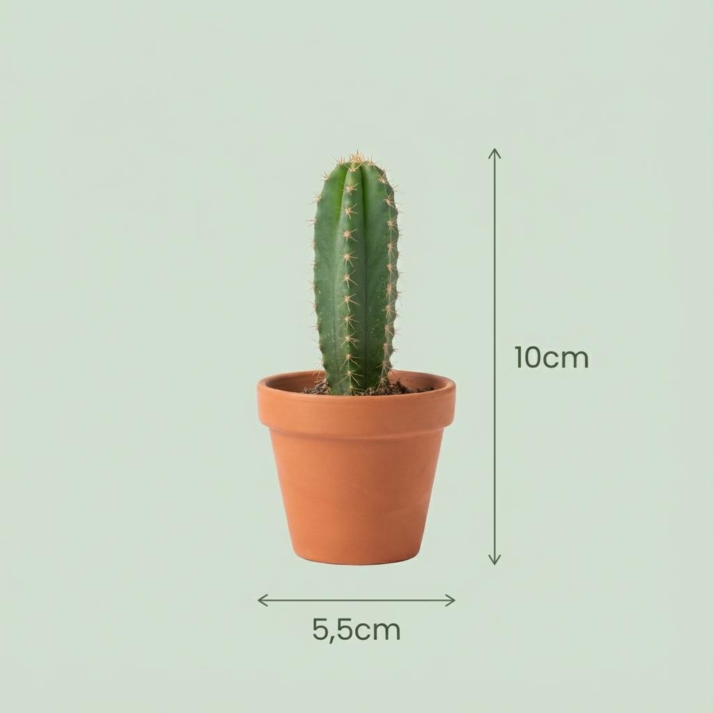 Mini Cactus & Succulenten Mix met Terracotta Potten – 18 Stuks