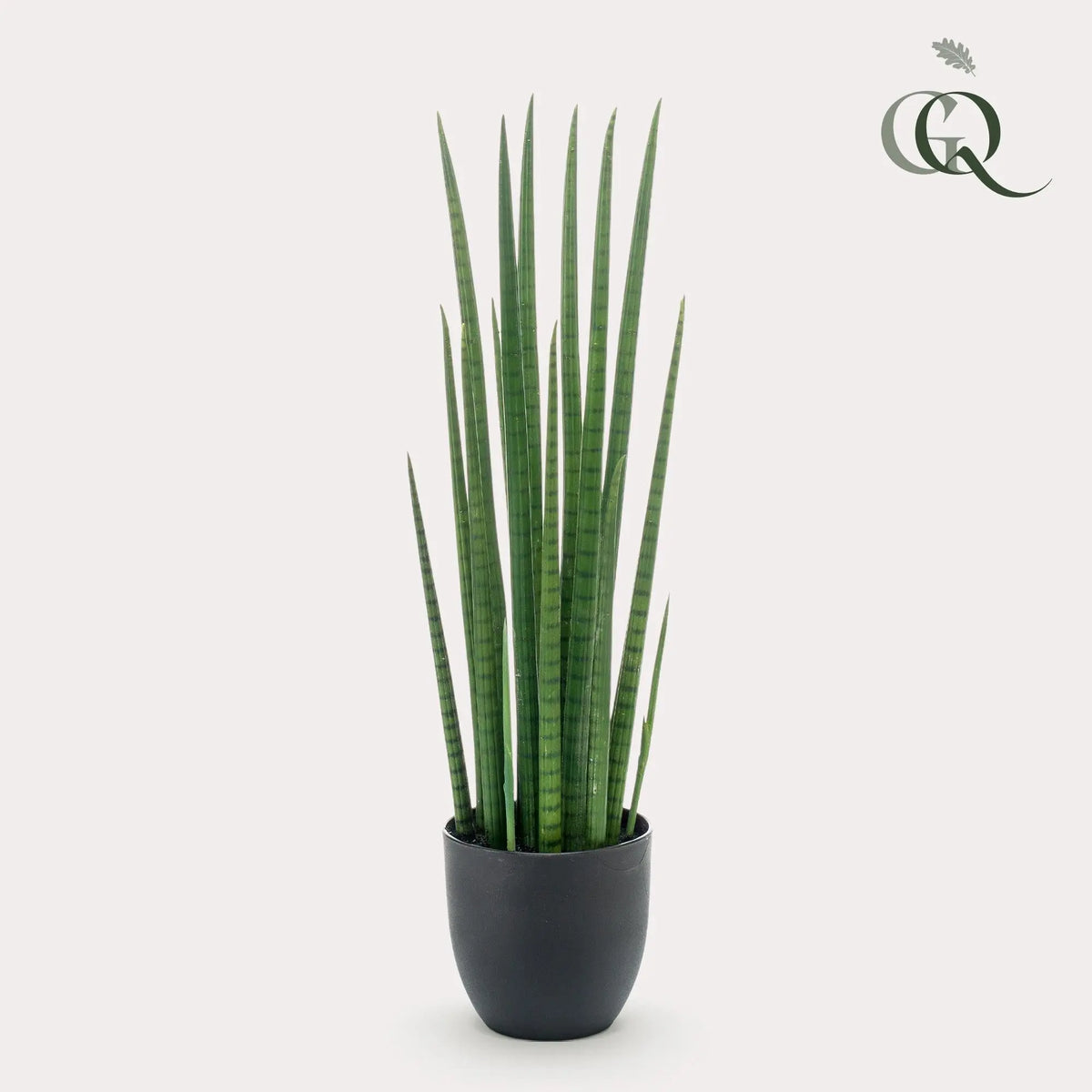 Kunst Sansevieria Cylindrica (Vrouwentong) Everspring
