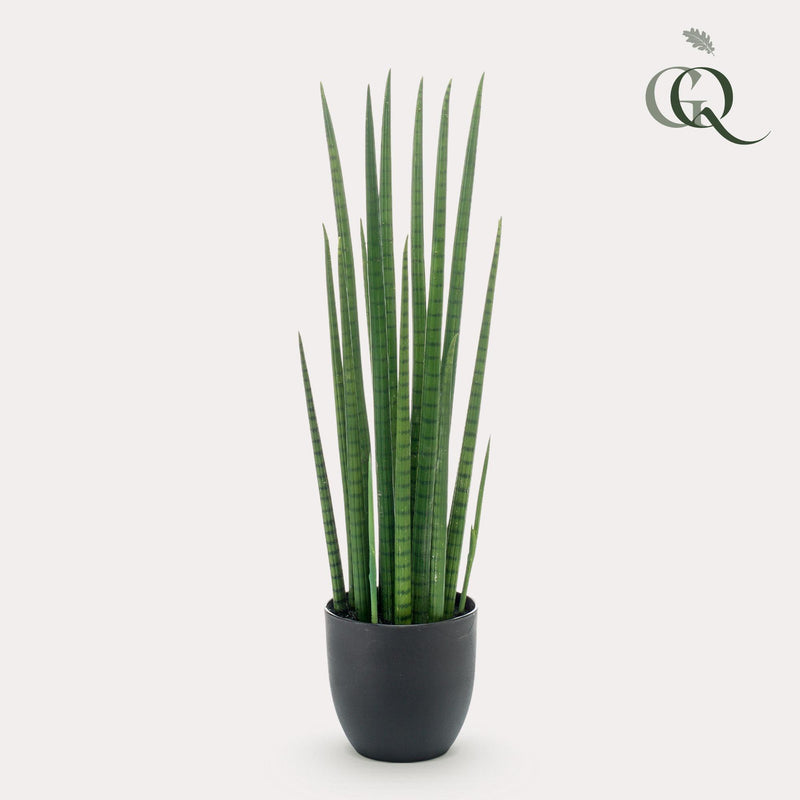 Kunst Sansevieria Cylindrica (Vrouwentong)