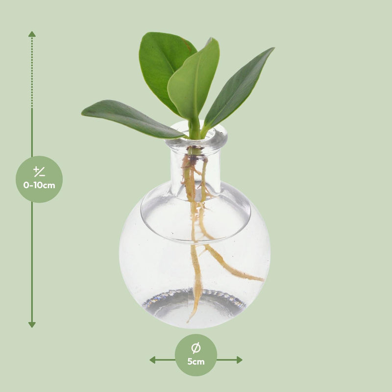 Clusia in Samoa Glas