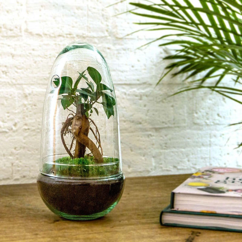 Egg Bonsai Terrarium