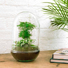 Egg XL Terrarium