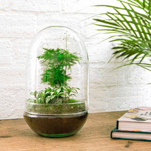 Egg XL Terrarium