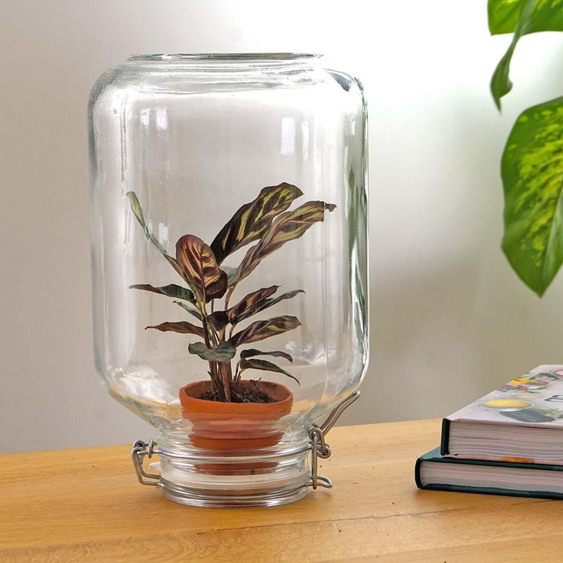 Calathea makoyana – Easyplant Jar