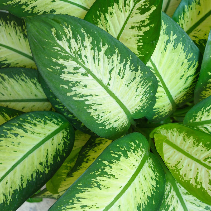 Diefenbachia Tropic Snow – Inclusief Mand