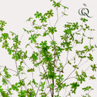Tropaeolum Speciosum Kunstplant (Oost-Indische Kers)