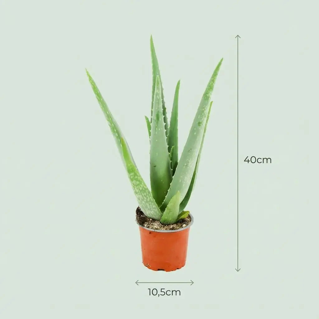 Aloë Vera Everspring