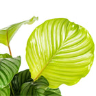 Calathea Orbifolia Everspring