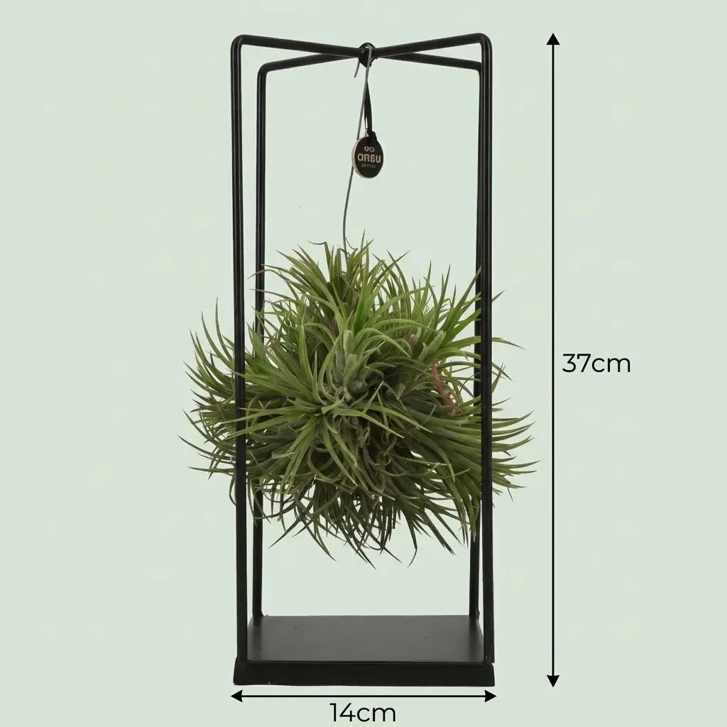 Tillandsia Luchtplant in Decor Everspring