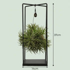 Tillandsia Luchtplant in Decor Everspring