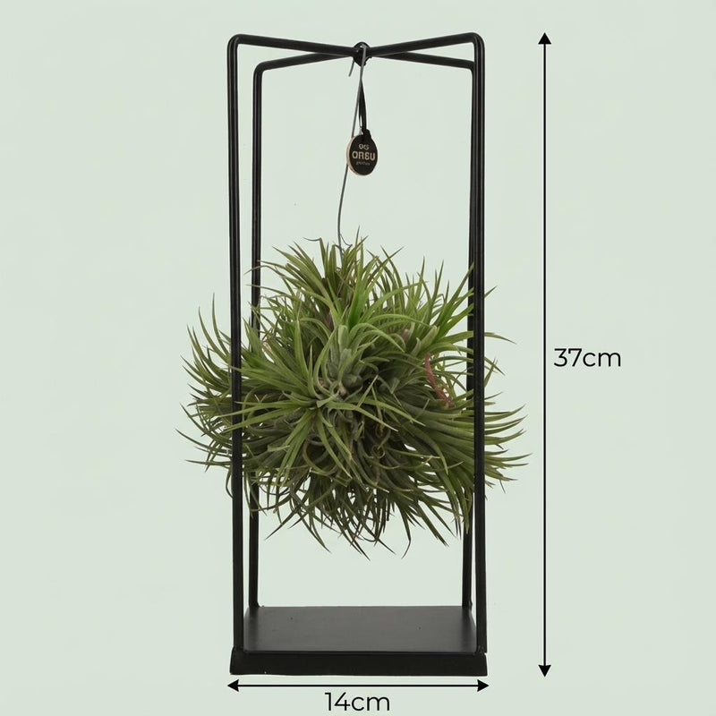 Tillandsia Luchtplant in Decor