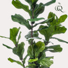 Ficus Lyrata Kunstplant (Vioolbladplant)