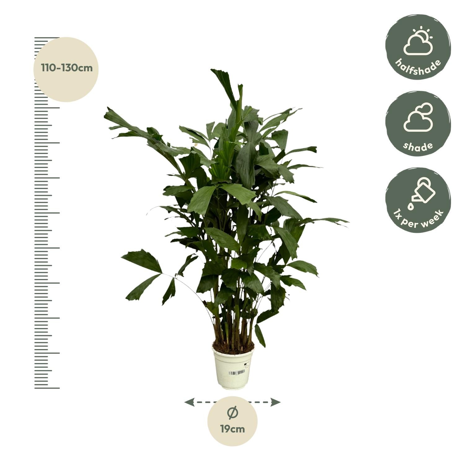 Caryota Mitis (Visgraatpalm) 120 cm