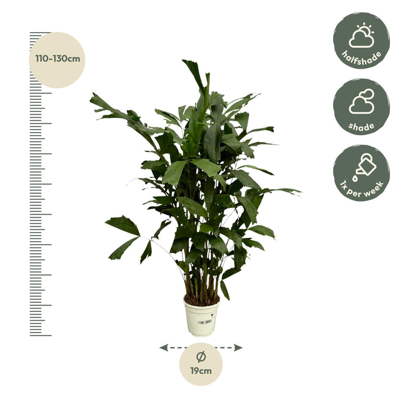 Caryota Mitis (Visgraatpalm) 120 cm