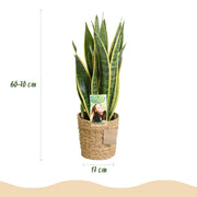 Sansevieria Laurentii – Inclusief Mand
