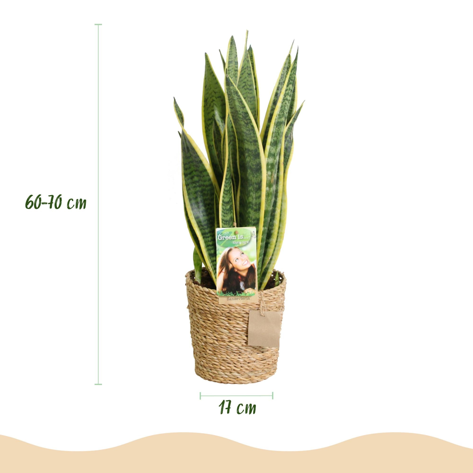 Sansevieria Laurentii – Inclusief Mand