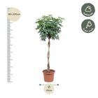 Schefflera Arboricola Compacta gevlochten stam