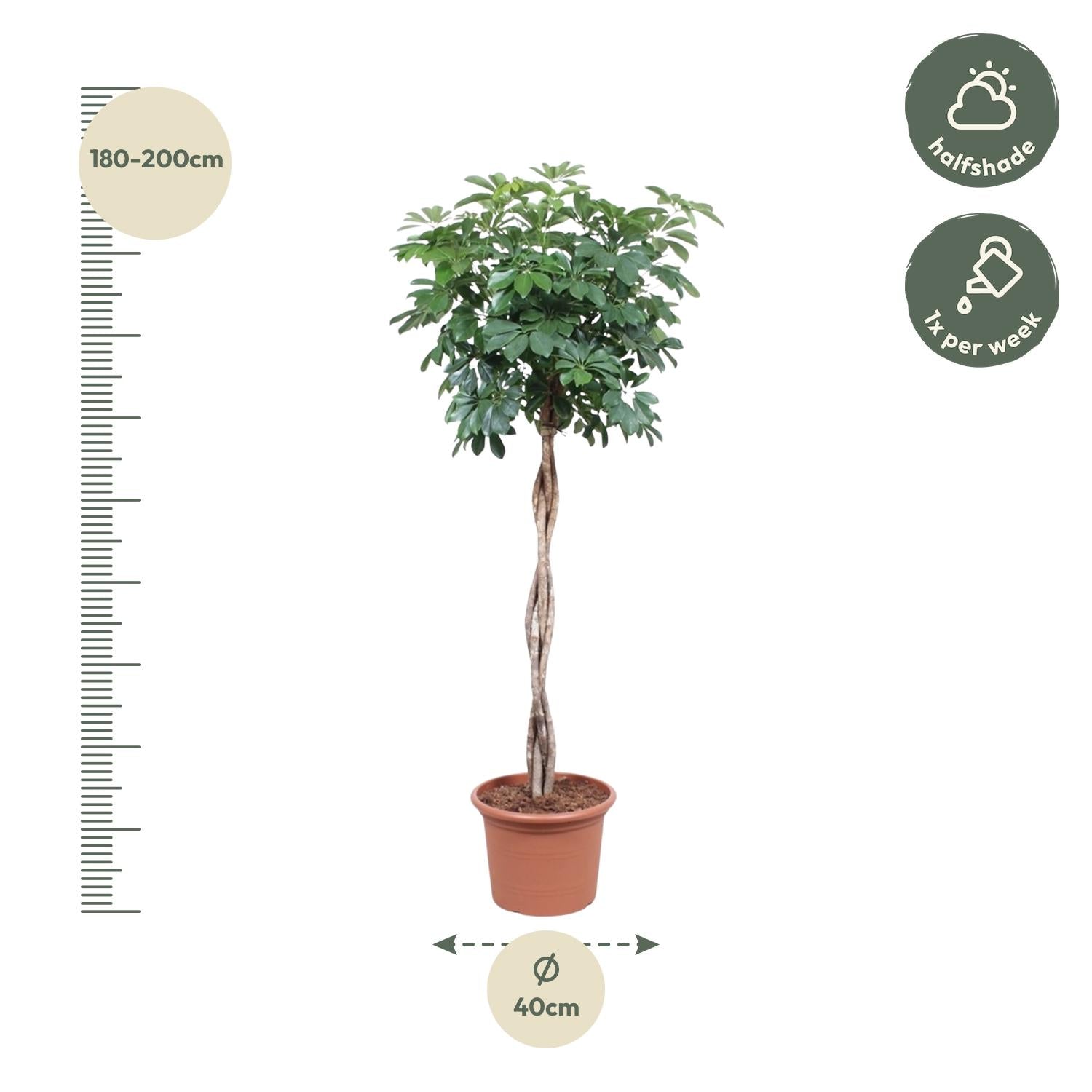 Schefflera Arboricola Compacta gevlochten stam