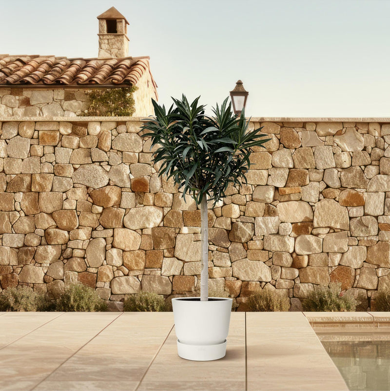 Nerium Oleander op stam met roze bloem