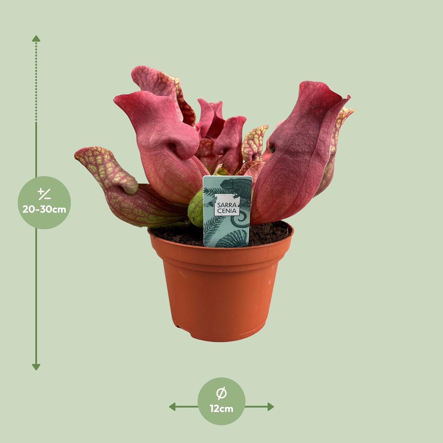 Sarracenia ‘Maroon’ (Bekerplant)