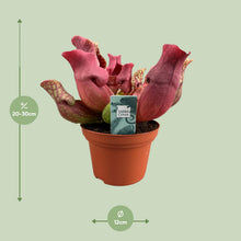 Sarracenia ‘Maroon’ (Bekerplant)