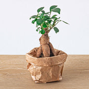 Planten terrarium pakket - Ficus Ginseng bonsai