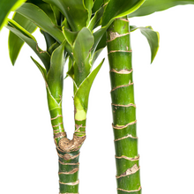 Dracaena Deremensis Dorado met mand Ø24cm