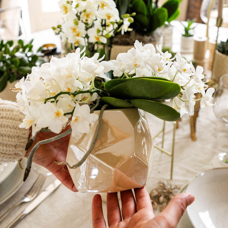 Kolibri Orchids | Witte orchidee Nazaré + Pearl sierpot Travertine
