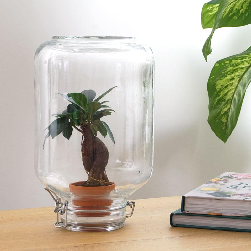 Ficus Ginseng bonsai - Easyplant Jar